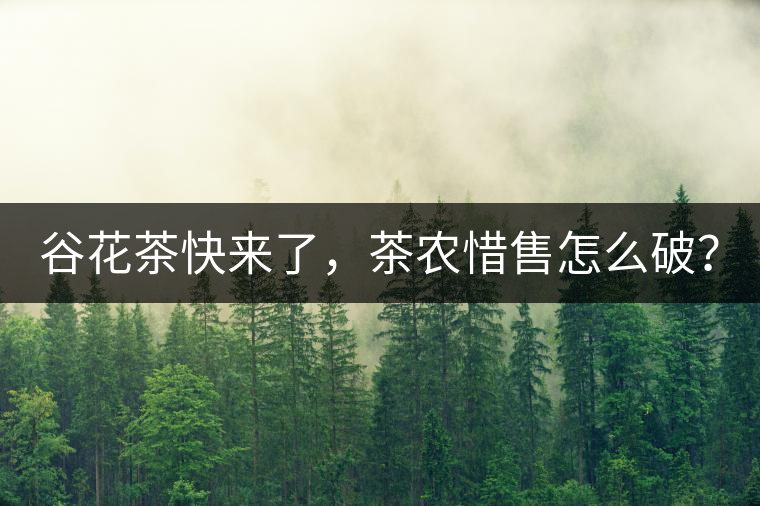 谷花茶快來了，茶農(nóng)惜售怎么破？