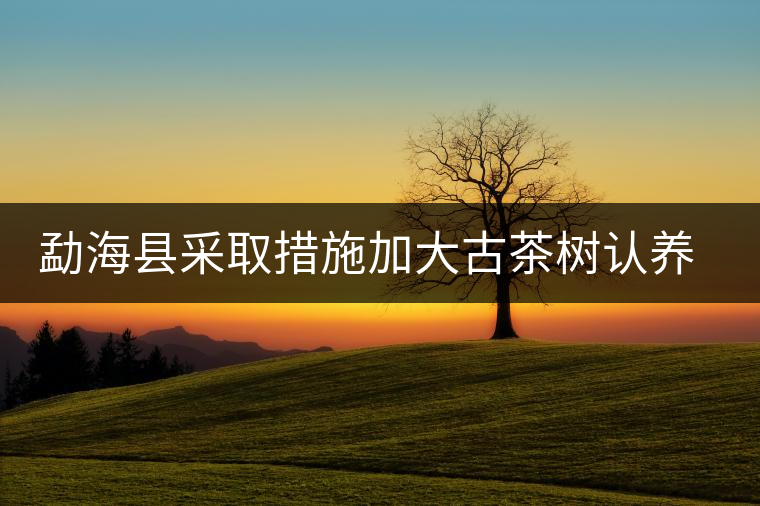 勐海縣采取措施加大古茶樹認(rèn)養(yǎng)保護(hù)