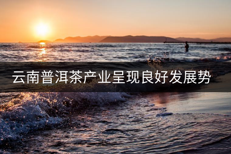 云南普洱茶產(chǎn)業(yè)呈現(xiàn)良好發(fā)展勢頭