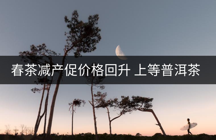 春茶減產(chǎn)促價(jià)格回升 上等普洱茶才越陳越好 春茶減產(chǎn)促價(jià)格回升 上等普洱茶才越陳越好