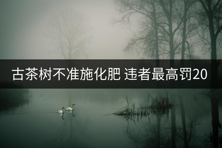 古茶樹不準(zhǔn)施化肥 違者最高罰2000元