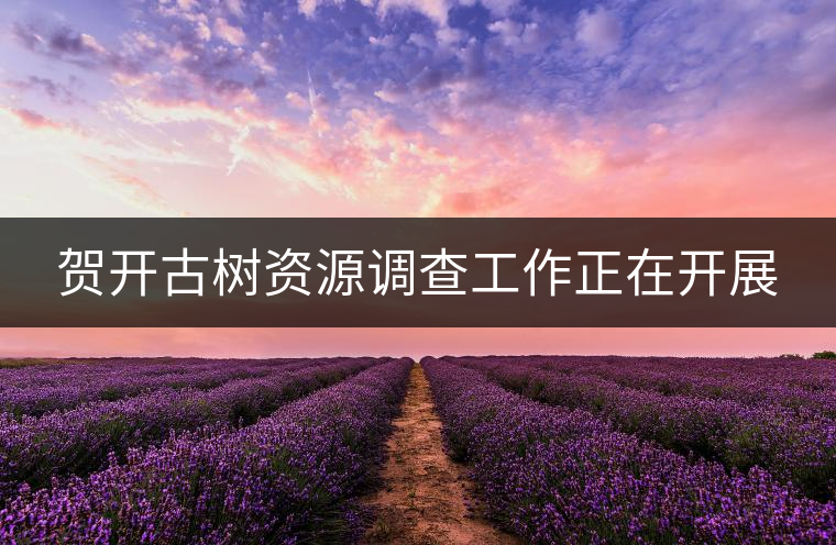 賀開古樹資源調查工作正在開展