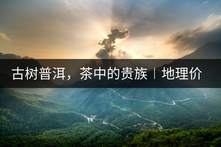 古樹普洱，茶中的貴族︱地理價值是普洱茶的最大資源優(yōu)勢