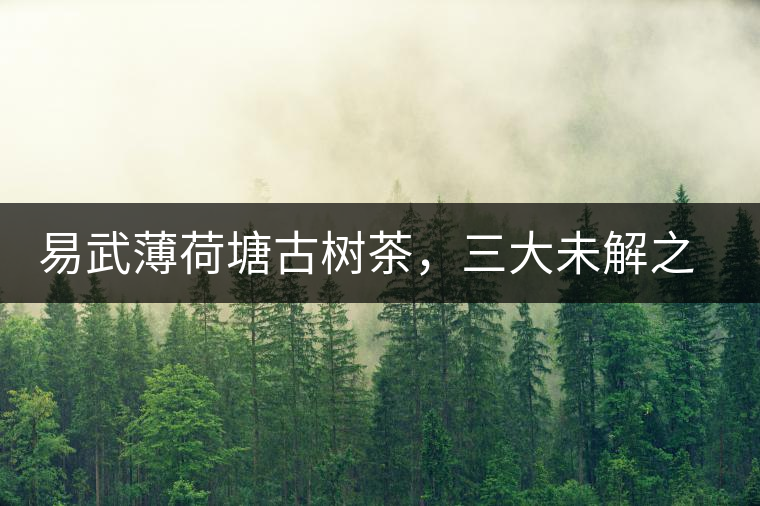 易武薄荷塘古樹茶，三大未解之謎