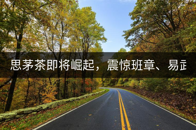 思茅茶即將崛起，震驚班章、易武！