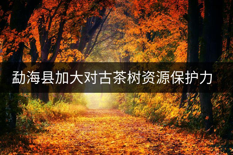 勐海縣加大對古茶樹資源保護(hù)力度