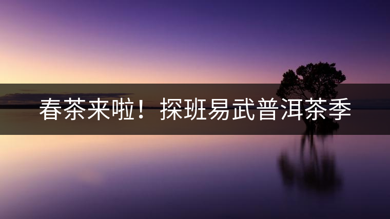 春茶來(lái)啦！探班易武普洱茶季