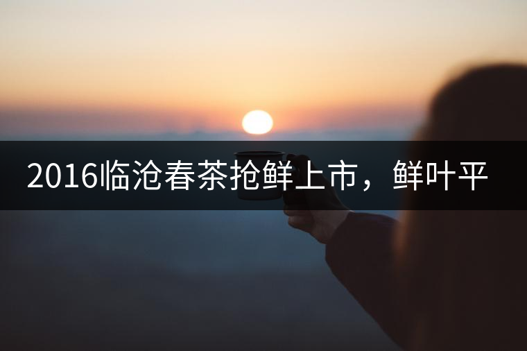 2016臨滄春茶搶鮮上市，鮮葉平均價(jià)同比去年減幅6.3%