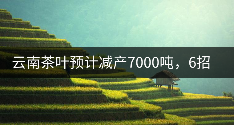 云南茶葉預(yù)計(jì)減產(chǎn)7000噸，6招助推茶業(yè)健康發(fā)展