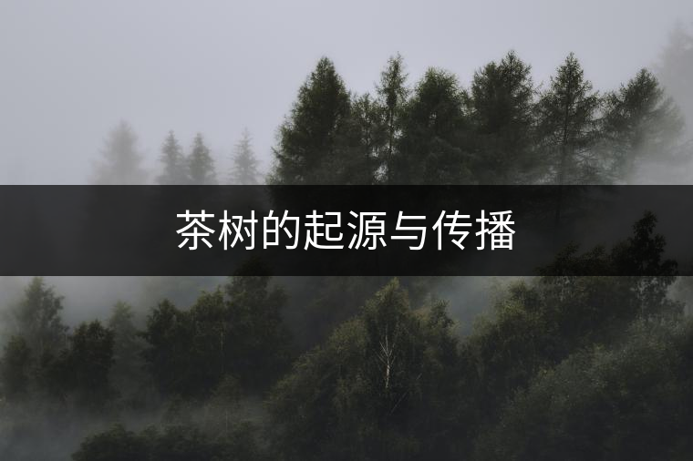 茶樹(shù)的起源與傳播