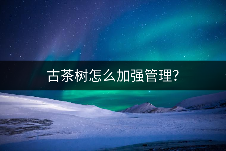 古茶樹怎么加強(qiáng)管理？