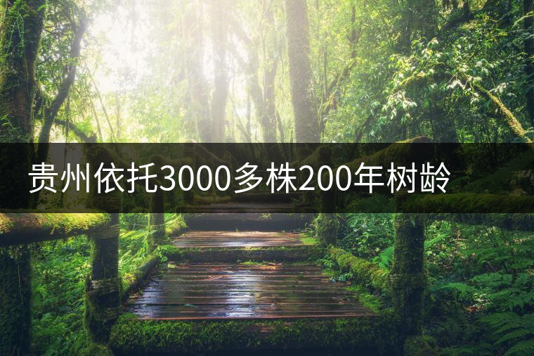貴州依托3000多株200年樹(shù)齡茶樹(shù)揚(yáng)“古茶之鄉(xiāng)”品牌