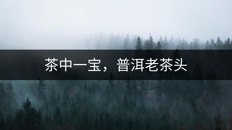 茶中一寶，普洱老茶頭