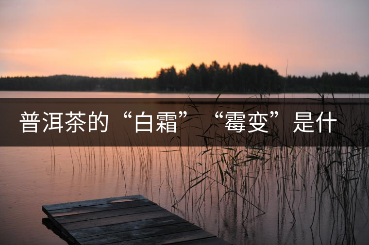 普洱茶的“白霜”“霉變”是什么鬼？