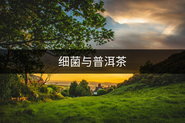 細(xì)菌與普洱茶 細(xì)菌與普洱茶