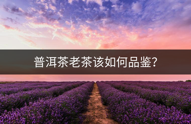 普洱茶老茶該如何品鑒？