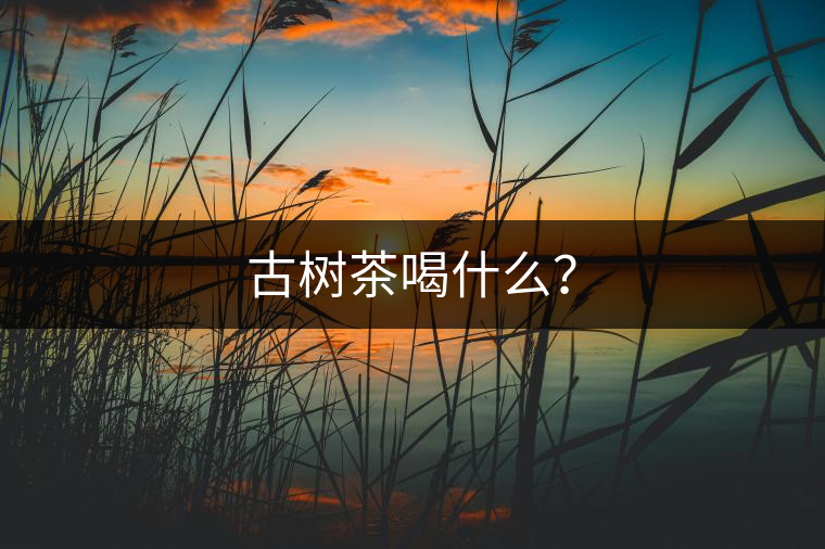 古樹茶喝什么？
