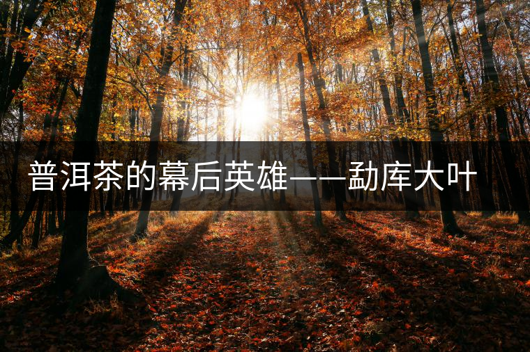 普洱茶的幕后英雄——勐庫(kù)大葉種茶