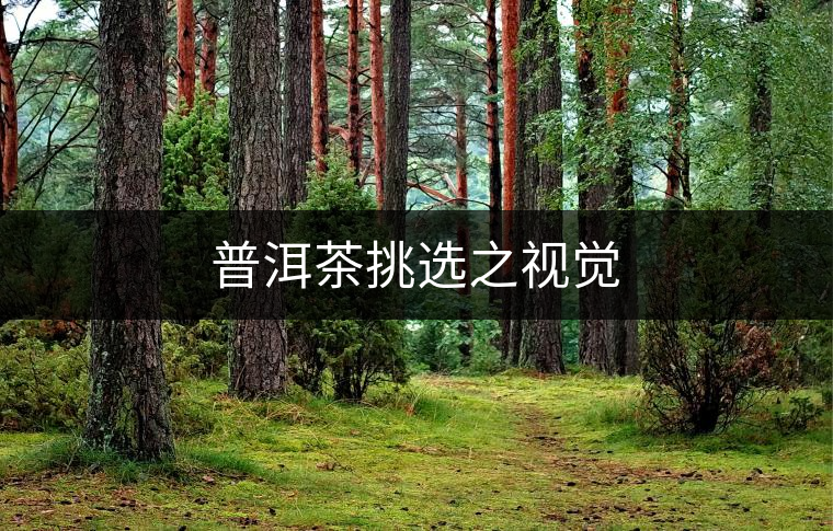 普洱茶挑選之視覺