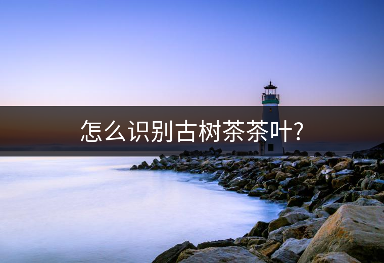 怎么識(shí)別古樹(shù)茶茶葉? 怎么識(shí)別古樹(shù)茶茶葉?