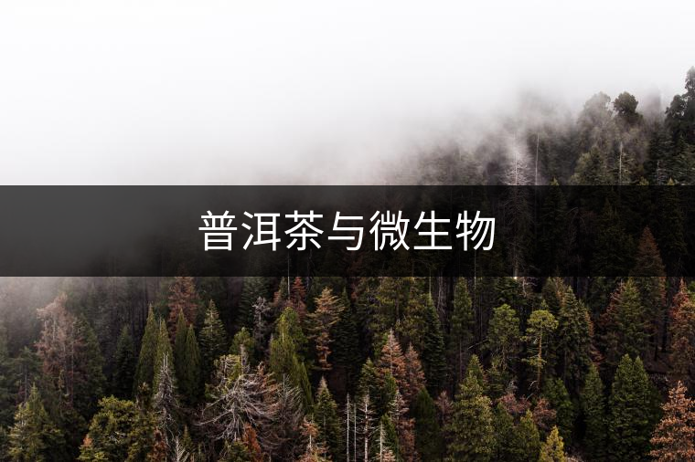 普洱茶與微生物