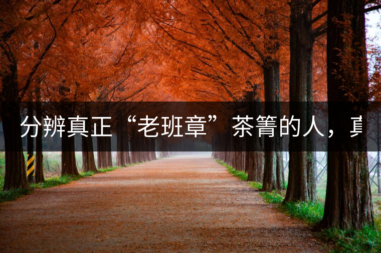 分辨真正“老班章”茶箐的人，真的不多！