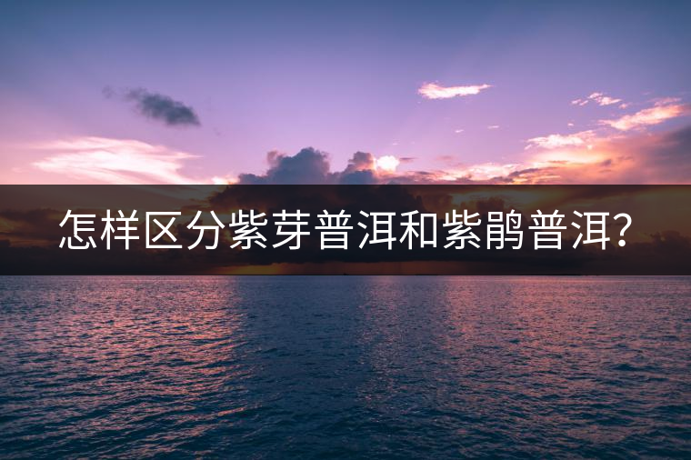 怎樣區(qū)分紫芽普洱和紫鵑普洱？