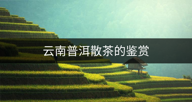 云南普洱散茶的鑒賞