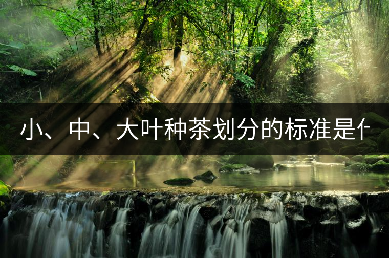 小、中、大葉種茶劃分的標(biāo)準(zhǔn)是什么？