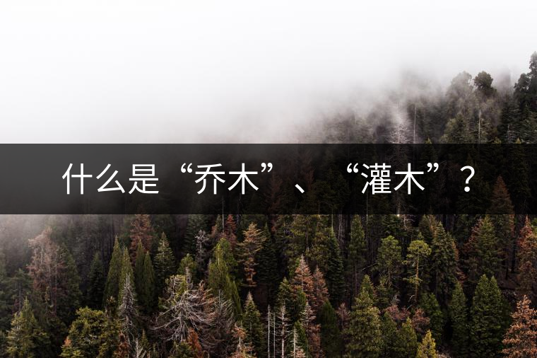 什么是“喬木”、“灌木”？