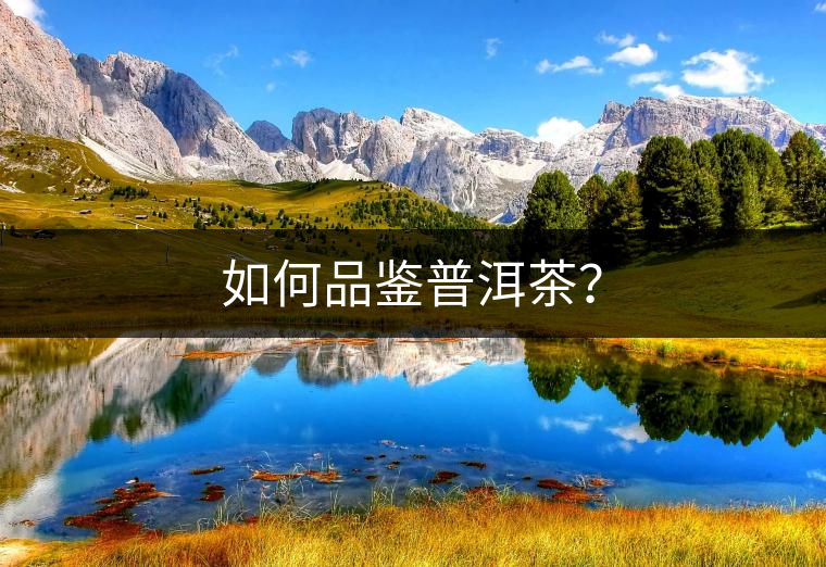 如何品鑒普洱茶？