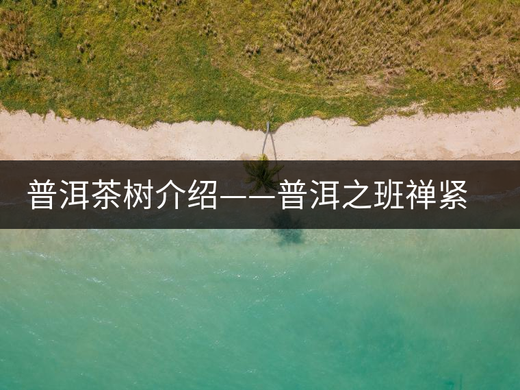 普洱茶樹(shù)介紹——普洱之班禪緊茶 普洱茶樹(shù)介紹——普洱之班禪緊茶