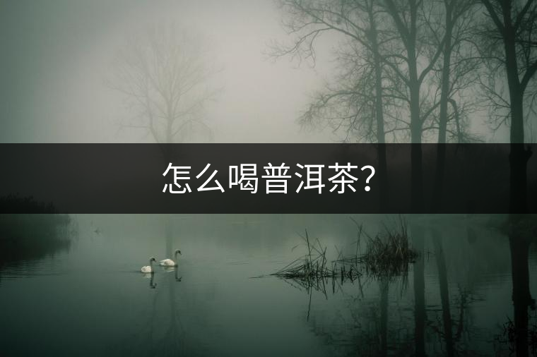 怎么喝普洱茶？