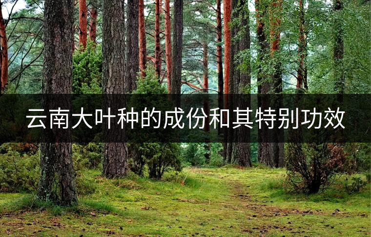云南大葉種的成份和其特別功效 云南大葉種的成份和其特別功效