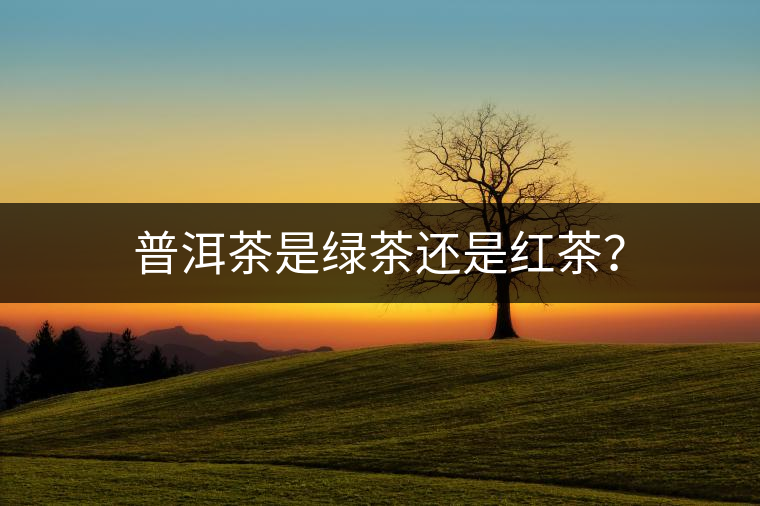 普洱茶是綠茶還是紅茶？