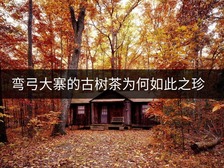彎弓大寨的古樹茶為何如此之珍貴？