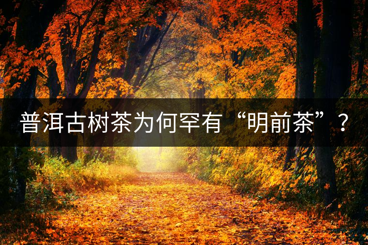 普洱古樹茶為何罕有“明前茶”？