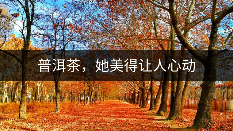 普洱茶，她美得讓人心動(dòng)