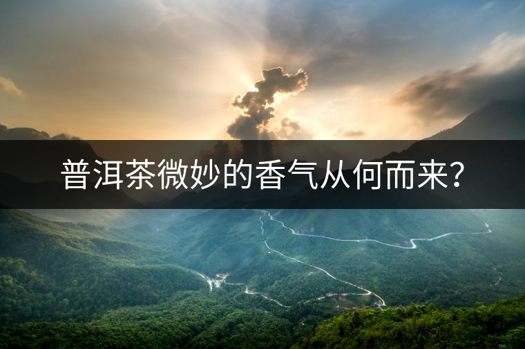 普洱茶微妙的香氣從何而來？