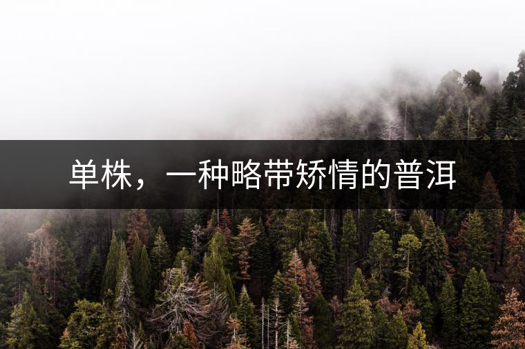 單株，一種略帶矯情的普洱