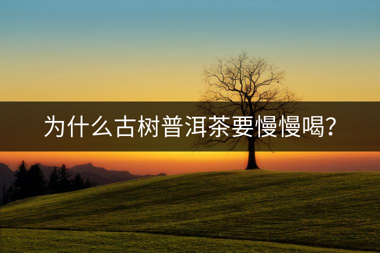 為什么古樹普洱茶要慢慢喝？