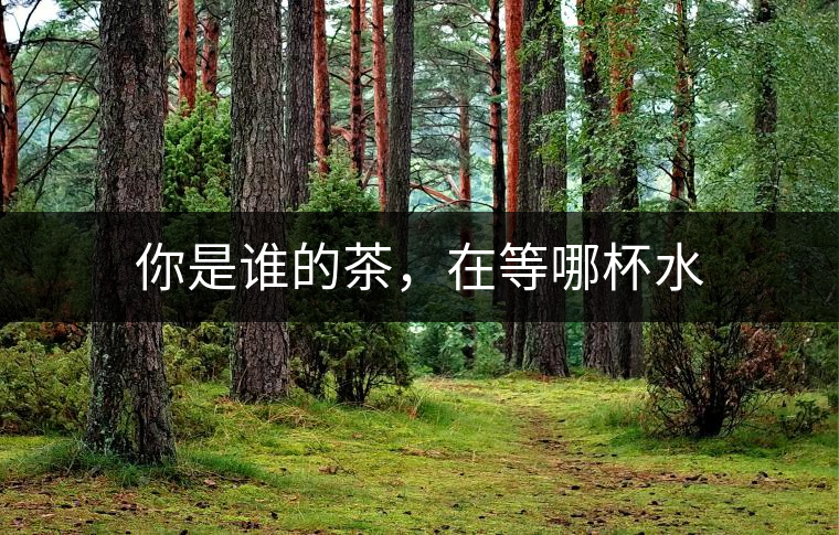 你是誰(shuí)的茶，在等哪杯水