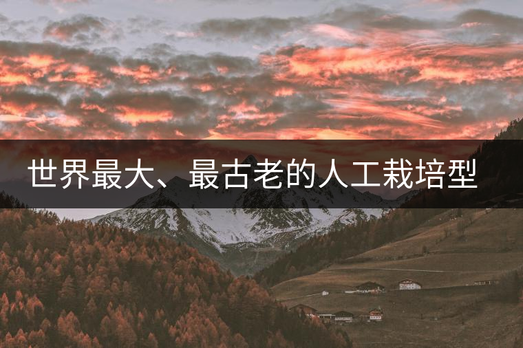 世界最大、最古老的人工栽培型的古茶樹——香竹箐茶祖