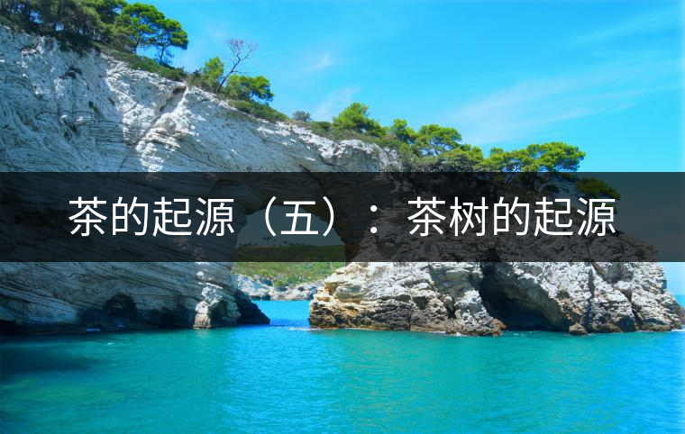 茶的起源（五）：茶樹的起源