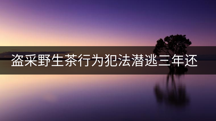 盜采野生茶行為犯法潛逃三年還是被抓