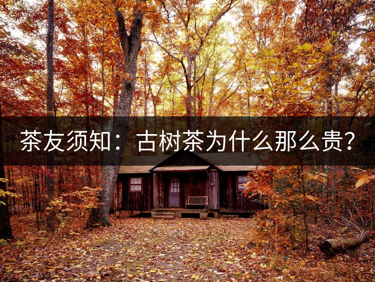 茶友須知：古樹茶為什么那么貴？