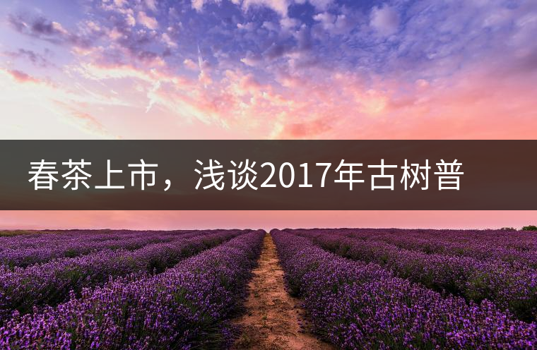 春茶上市，淺談2017年古樹普洱茶的市場(chǎng)增值潛力