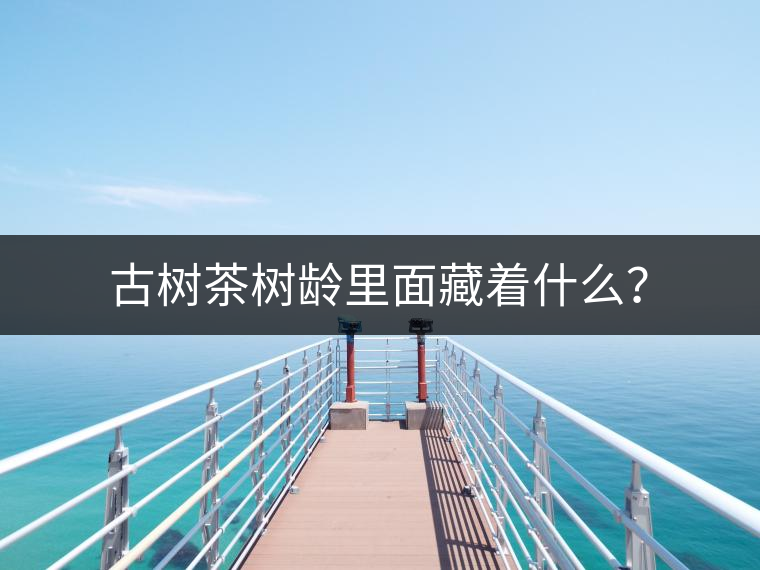 古樹茶樹齡里面藏著什么？