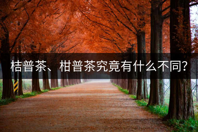桔普茶、柑普茶究竟有什么不同？
