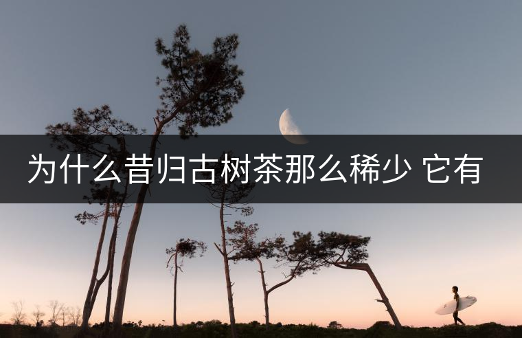 為什么昔歸古樹(shù)茶那么稀少 它有什么特點(diǎn)？